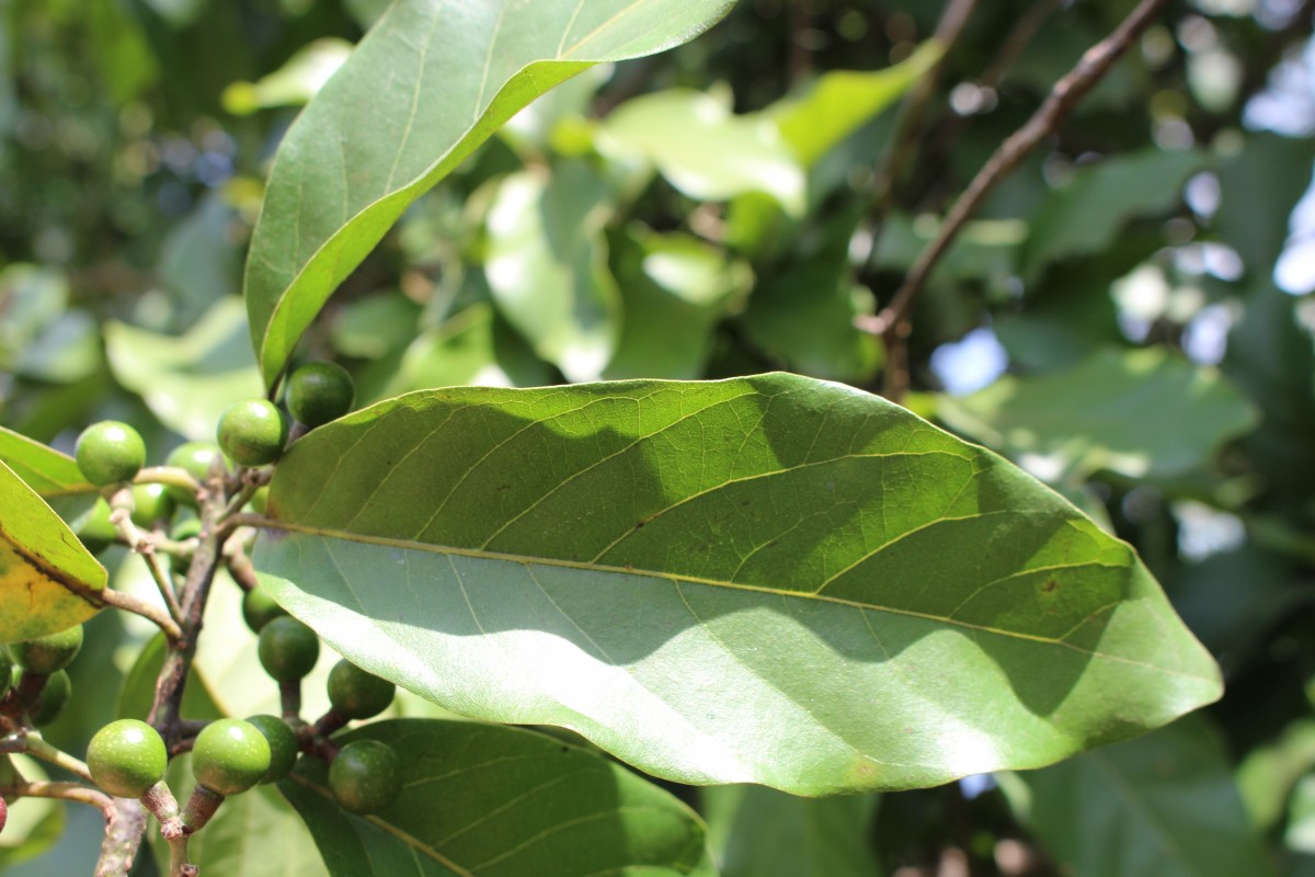 Litsea glutinosa (Lour.) C.B.Rob.